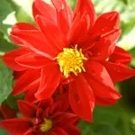 Квіти жоржини - посадка, вирощування, сорти, фото жоржин, улюблені квіти (жоржини) Квіти жоржини - посадка, вирощування, сорти, фото жоржин, улюблені квіти