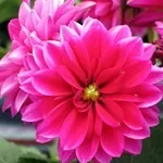 Квіти жоржини - посадка, вирощування, сорти, фото жоржин, улюблені квіти (посадка) Квіти жоржини - посадка, вирощування, сорти, фото жоржин, улюблені квіти