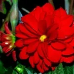 Квіти жоржини - посадка, вирощування, сорти, фото жоржин, улюблені квіти (жоржини) Квіти жоржини - посадка, вирощування, сорти, фото жоржин, улюблені квіти