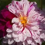 Квіти жоржини - посадка, вирощування, сорти, фото жоржин, улюблені квіти (жоржини) Квіти жоржини - посадка, вирощування, сорти, фото жоржин, улюблені квіти