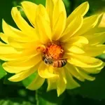 Квіти жоржини - посадка, вирощування, сорти, фото жоржин, улюблені квіти (сорти) Квіти жоржини - посадка, вирощування, сорти, фото жоржин, улюблені квіти