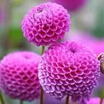 Квіти жоржини - посадка, вирощування, сорти, фото жоржин, улюблені квіти (квіти) Квіти жоржини - посадка, вирощування, сорти, фото жоржин, улюблені квіти