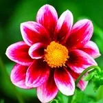 Квіти жоржини - посадка, вирощування, сорти, фото жоржин, улюблені квіти (жоржини) Квіти жоржини - посадка, вирощування, сорти, фото жоржин, улюблені квіти