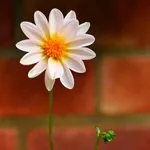Квіти жоржини - посадка, вирощування, сорти, фото жоржин, улюблені квіти (вирощування) Квіти жоржини - посадка, вирощування, сорти, фото жоржин, улюблені квіти