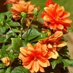 Квіти жоржини - посадка, вирощування, сорти, фото жоржин, улюблені квіти (вирощування) Квіти жоржини - посадка, вирощування, сорти, фото жоржин, улюблені квіти