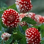 Квіти жоржини - посадка, вирощування, сорти, фото жоржин, улюблені квіти (сорти) Квіти жоржини - посадка, вирощування, сорти, фото жоржин, улюблені квіти