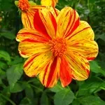 Квіти жоржини - посадка, вирощування, сорти, фото жоржин, улюблені квіти (жоржини) Квіти жоржини - посадка, вирощування, сорти, фото жоржин, улюблені квіти