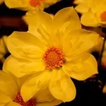 Квіти жоржини - посадка, вирощування, сорти, фото жоржин, улюблені квіти (посадка) Квіти жоржини - посадка, вирощування, сорти, фото жоржин, улюблені квіти