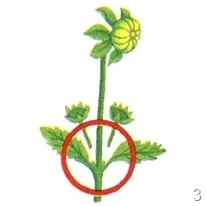 Квіти жоржини - посадка, вирощування, сорти, фото жоржин, улюблені квіти (жоржини) Квіти жоржини - посадка, вирощування, сорти, фото жоржин, улюблені квіти