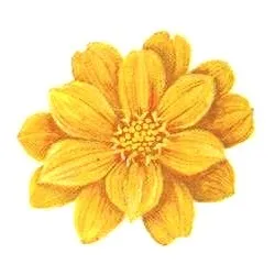 Квіти жоржини - посадка, вирощування, сорти, фото жоржин, улюблені квіти (вирощування) Квіти жоржини - посадка, вирощування, сорти, фото жоржин, улюблені квіти