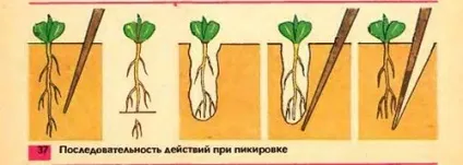 Що таке пікіровка розсади (більш стабільну кореневу) Що таке пікіровка розсади