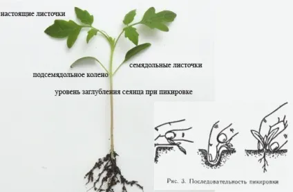 Що таке пікіровка розсади (більш стабільну кореневу) Що таке пікіровка розсади