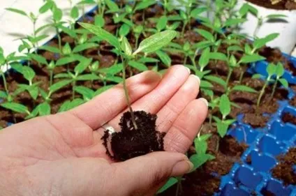 Що таке пікіровка розсади (таке) Що таке пікіровка розсади