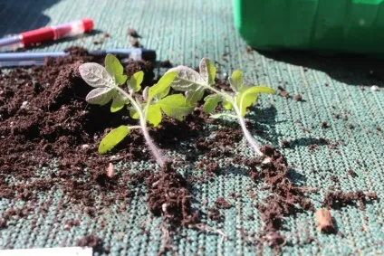 Що таке пікіровка розсади (розсади) Що таке пікіровка розсади
