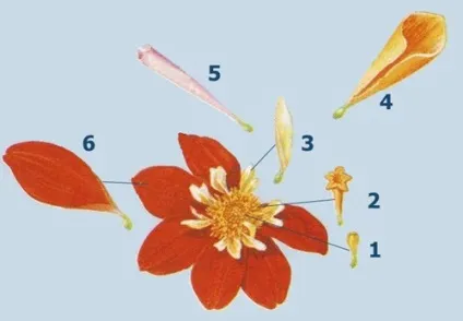 Квіти жоржини - посадка, вирощування, сорти, фото жоржин, улюблені квіти (квіти) Квіти жоржини - посадка, вирощування, сорти, фото жоржин, улюблені квіти