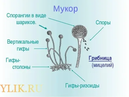 Що таке гриб паразит мукор (цвіль) особливості, фото- і відеоогляд (гриб) Що таке гриб паразит мукор (цвіль) особливості, фото- і відеоогляд
