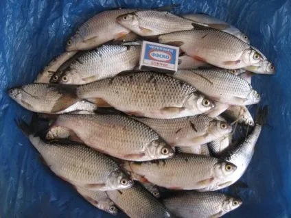 Що за риба сорожка - фото, опис, як виглядає, ловля сорожкі, як ловити (риба) Що за риба сорожка - фото, опис, як виглядає, ловля сорожкі, як ловити