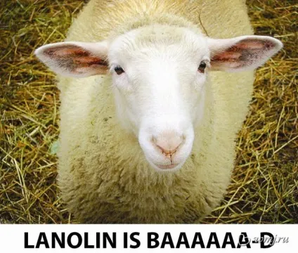 Що таке lanolin в складі крему для чого користь, шкода для шкіри (шкіри) Що таке lanolin в складі крему для чого користь, шкода для шкіри