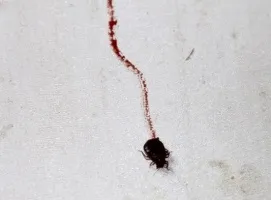 Як дізнатися, що в квартирі клопи, офіційна сес и санепідемстанція (клопи) Як дізнатися, що в квартирі клопи, офіційна сес и санепідемстанція