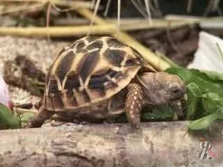 Як доглядати за домашньою черепахою і облаштувати тераріум для сухопутної черепахи (домашньої) Як доглядати за домашньою черепахою і облаштувати тераріум для сухопутної черепахи