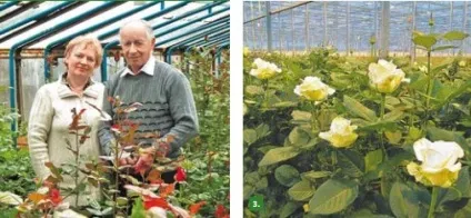 Як влаштований сучасний тепличний бізнес вУкаіни (росії) Як влаштований сучасний тепличний бізнес вУкаіни