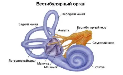 Як тренувати вестибулярний апарат в домашніх умовах (вестибулярний апарат вправи) Як тренувати вестибулярний апарат в домашніх умовах