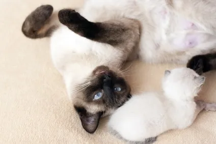 Як доглядати за сіамським кошеням (кошенята цієї породи) Як доглядати за сіамським кошеням
