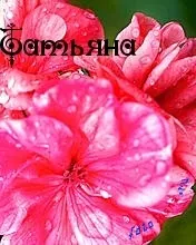 Таня, Танечка, картинки з іменами (Танечка) Таня, Танечка, картинки з іменами
