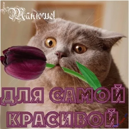 Таня, Танечка, картинки з іменами (Танечка) Таня, Танечка, картинки з іменами