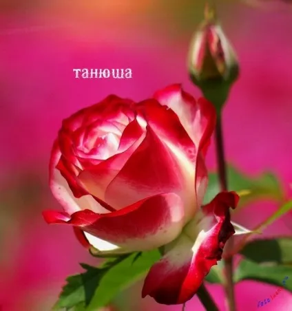 Таня, Танечка, картинки з іменами (таня) Таня, Танечка, картинки з іменами