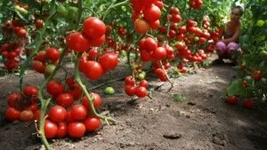 Томати для югаУкаіни жаростійкі в 2017 році (томати) Томати для югаУкаіни жаростійкі в 2017 році