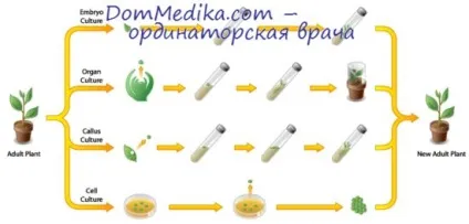 Типи культивованих клітин