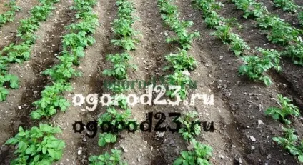 Технологія вирощування картоплі на Кубані (кубани) Технологія вирощування картоплі на Кубані