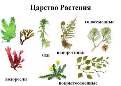 Урок 44 значення рослин для існування життя на планеті земля (значення) Урок 44 значення рослин для існування життя на планеті земля