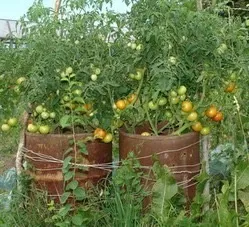 Вирощування помідорів в бочці (вирощування томатів в бочці) Вирощування помідорів в бочці
