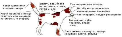 Віртуальний клуб - клуб любителів службових собак клсс (собак) Віртуальний клуб - клуб любителів службових собак клсс