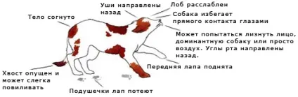 Віртуальний клуб - клуб любителів службових собак клсс (віртуальний клуб «клуб любителів службових собак & quot; клсс & quot;» блог мову поз і жестів у собак: невербальне спілкування) Віртуальний клуб - клуб любителів службових собак клсс