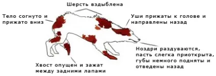 Віртуальний клуб - клуб любителів службових собак клсс (собак) Віртуальний клуб - клуб любителів службових собак клсс