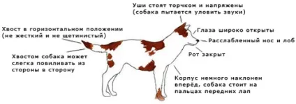 Віртуальний клуб - клуб любителів службових собак клсс (віртуальний клуб «клуб любителів службових собак & quot; клсс & quot;» блог мову поз і жестів у собак: невербальне спілкування) Віртуальний клуб - клуб любителів службових собак клсс