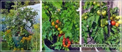 Вирощування помідор в бочках (тульська обл (помідори (томати)) Вирощування помідор в бочках (тульська обл