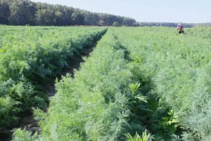 Вирощування кропу в теплиці на продаж (вирощування) Вирощування кропу в теплиці на продаж