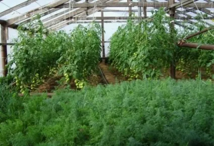 Вирощування кропу в теплиці на продаж (теплиці) Вирощування кропу в теплиці на продаж
