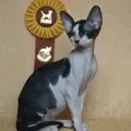 В'язка корниш-рекса поради заводчикам, кошенята, тічка, клички
