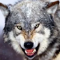 Винагорода за вбитого вовка скільки платять в регіонахУкаіни за шкуру вовка (полювання на вовка в Тернополі області) Винагорода за вбитого вовка скільки платять в регіонахУкаіни за шкуру вовка
