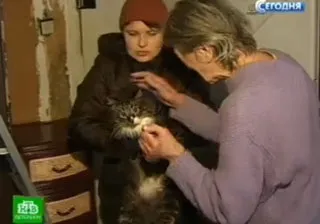 У Ярославлі врятували кота, який весь день проїхав під капотом автомобіля (кота) У Ярославлі врятували кота, який весь день проїхав під капотом автомобіля
