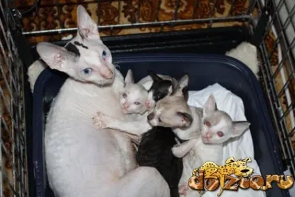 В'язка корниш-рекса поради заводчикам, кошенята, тічка, клички