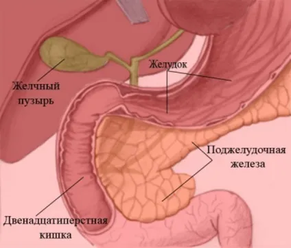 Хронічний гастрит і гастродуоденіт в чому різниця, чим відрізняються лікування і дієта, що гірше