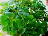Жіноче кімнатна рослина (кімнатна) Жіноче кімнатна рослина