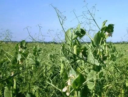 Значення рослин в житті людини і в природі (рослин) Значення рослин в житті людини і в природі