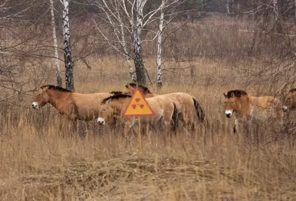 тварини чорнобиля